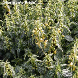 LAMIASTRUM galeobdolon 'Herman's Pride'