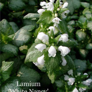 LAMIUM maculatum 'White Nancy'