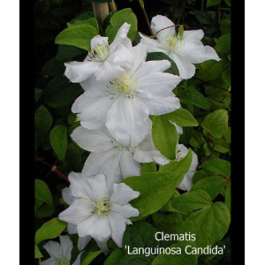 CLEMATIS 'Languinosa Candida'
