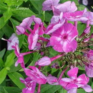 PHLOX paniculata 'Laura'