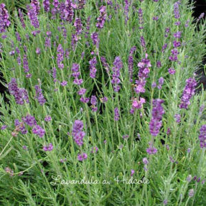 LAVANDULA angustifolia 'Hidcote'
