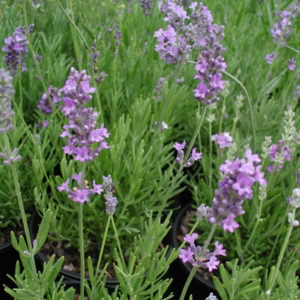 LAVANDULA angustifolia 'Munstead Strain'