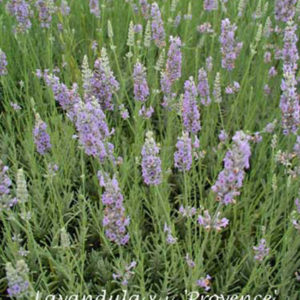 LAVANDULA x intermedia 'Provence'