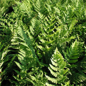 DRYOPTERIS marginalis (Leatherwood fern)