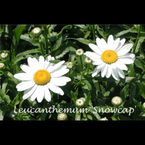 LEUCANTHEMUM superbum 'Snowcap'
