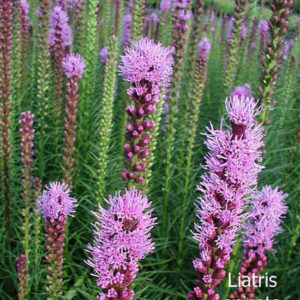 LIATRIS spicata