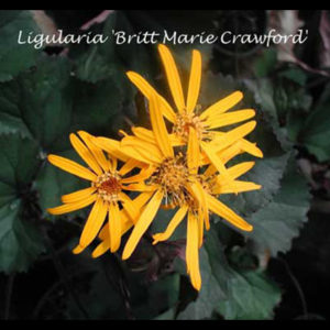 LIGULARIA dentata 'Britt-Marie Crawford' PP16113
