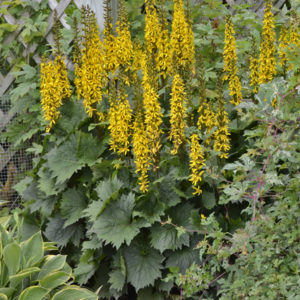LIGULARIA 'Bottle Rocket' PP24486