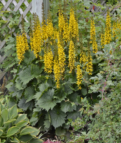 LIGULARIA 'Bottle Rocket' PP24486