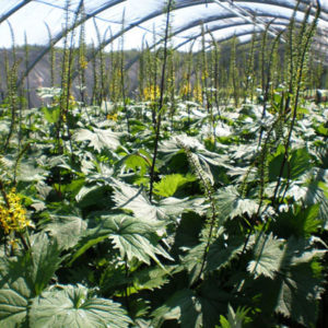 LIGULARIA stenocephala 'The Rocket'