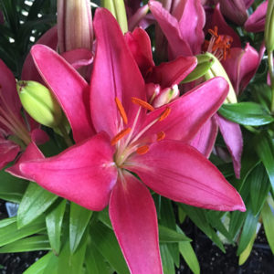 LILIUM asiatic pixie 'Tiny Pearl' PP22874