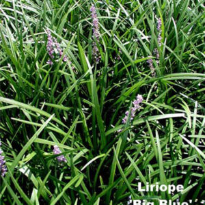 LIRIOPE muscari 'Big Blue'