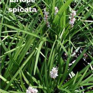 LIRIOPE spicata
