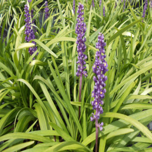 LIRIOPE muscari 'Royal Purple'