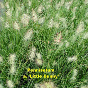 PENNISETUM alopecuroides 'Little Bunny'