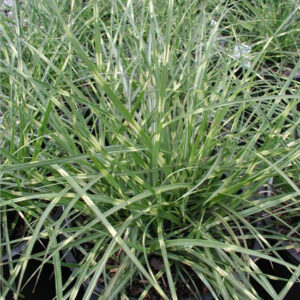 MISCANTHUS sinensis 'Little Zebra' PP13008