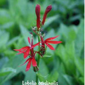 LOBELIA cardinalis