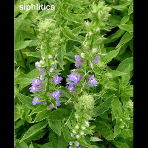 LOBELIA siphilitica