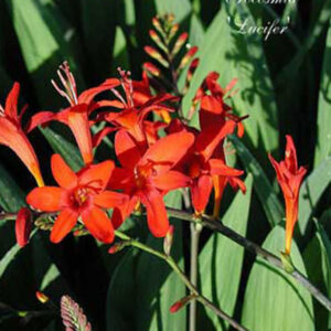 CROCOSMIA 'Lucifer'
