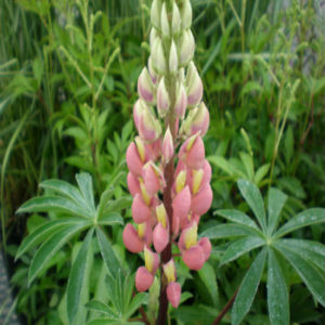 LUPINUS 'Gallery Mix'