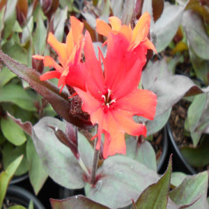 LYCHNIS akwrighttii 'Orange Gnome'