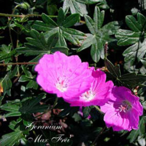 GERANIUM sanguineum 'Max Frei'
