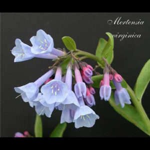 MERTENSIA virginica