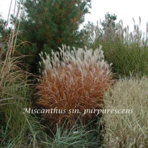 MISCANTHUS sinensis 'Purpurascens'