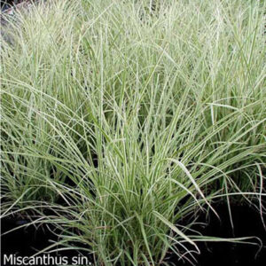 MISCANTHUS sinensis 'Variegatus'