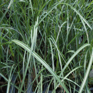 MISCANTHUS sinensis 'Adagio'