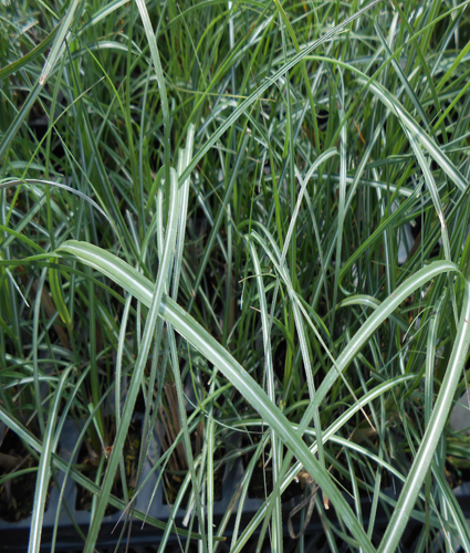 MISCANTHUS sinensis 'Adagio'