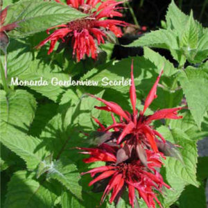 MONARDA 'Gardenview Scarlet'