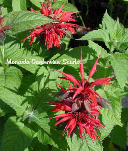 MONARDA 'Gardenview Scarlet'