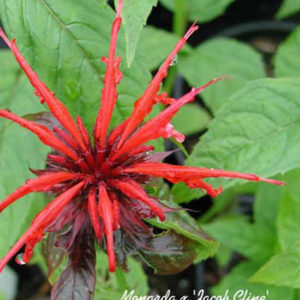 MONARDA 'Jacob Cline'