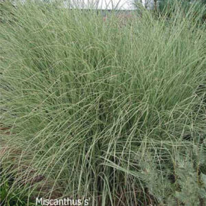 MISCANTHUS sinensis 'Morning Light'