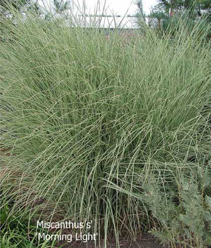 MISCANTHUS sinensis 'Morning Light'