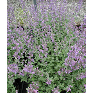 NEPETA x faassenii 'Walker's Low'