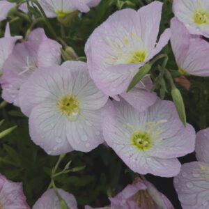 OENOTHERA berlandieri 'Siskiyou'