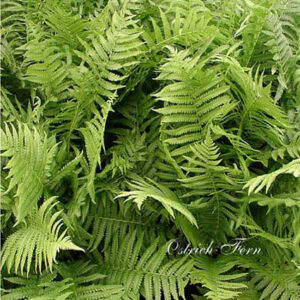 MATTEUCCIA struthiopteris 'The King'