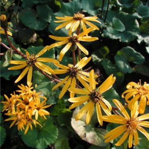 LIGULARIA dentata 'Othello'