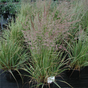 CALAMAGROSTIS acutiflora 'Overdam'