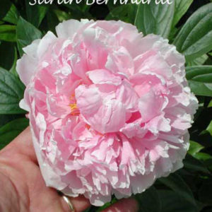PAEONIA 'Sarah Bernhardt'