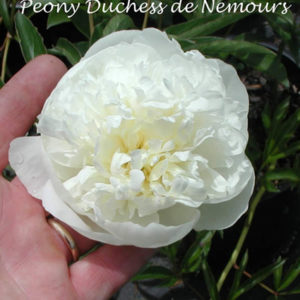 PAEONIA 'Duchess DeNemours'