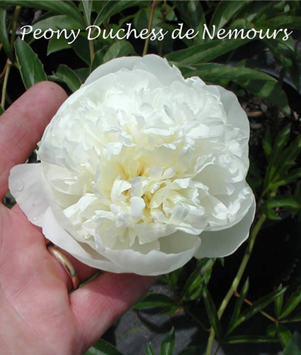 PAEONIA 'Duchess DeNemours'