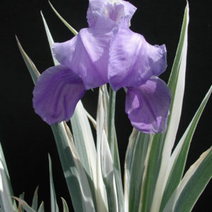 IRIS pallida 'Argentea-Variegata'