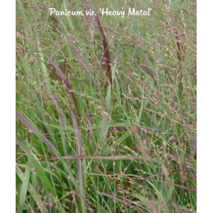 PANICUM virgatum 'Heavy Metal'