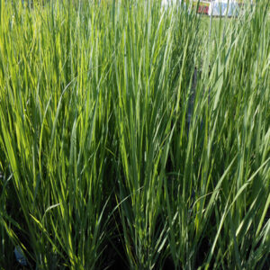 PANICUM virgatum 'Northwind'