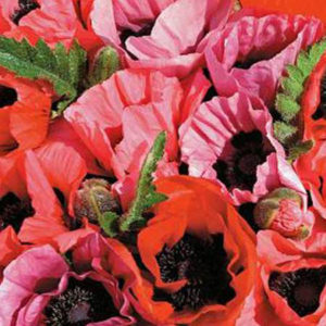 PAPAVER orientale 'Fruit Punch'