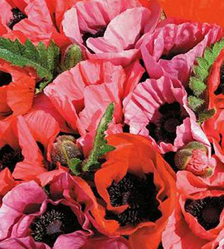 PAPAVER orientale 'Fruit Punch'