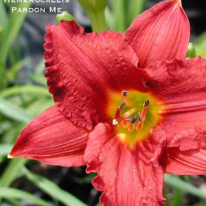 HEMEROCALLIS 'Pardon Me'